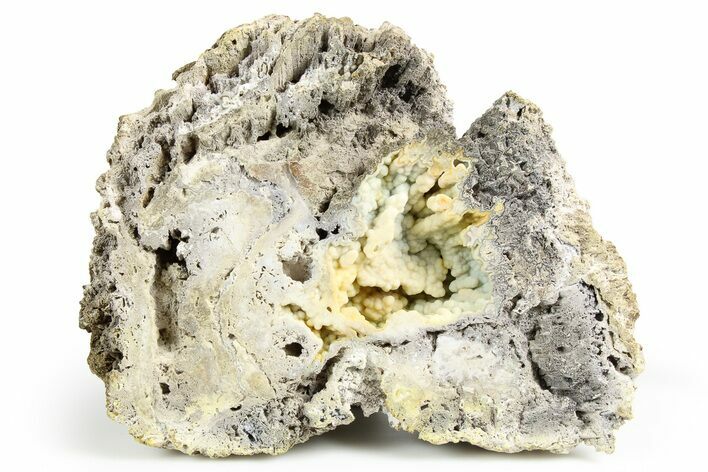 Agatized Fossil Coral - Florida #257855